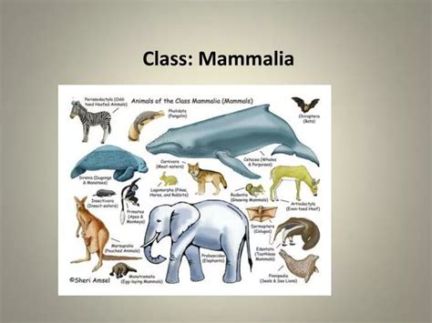 class mammalia powerpoint    id
