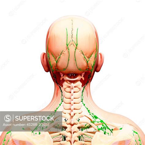 Human Lymphatic System Computer Artwork Superstock