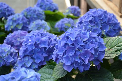 Early Blue Hydrangea Hydrangea Macrophylla Early Blue In Lake Bluff Forest Libertyville