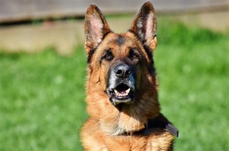 Can Your Family Dog Learn to be Your Guard Dog? | Mad Paws Blog