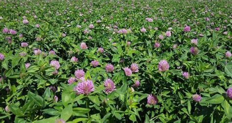 Red Clover field | Green Valley Seed, LLC