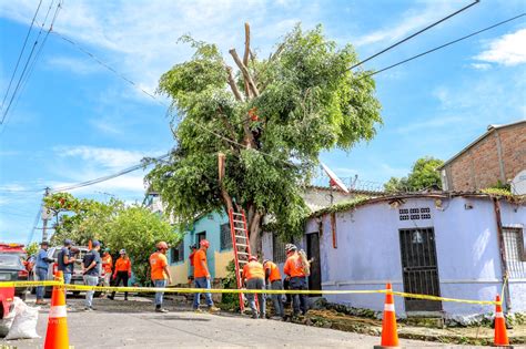 Protecci N Civil Sigue En La Tala Y Poda De Rboles Resistencia