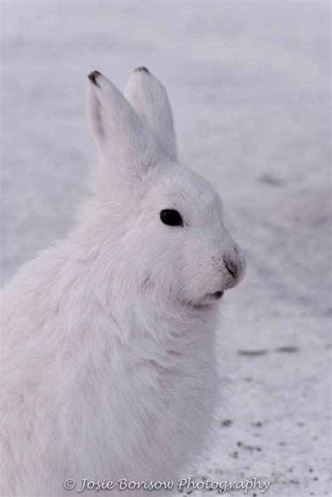 The Arctic Hare Polar Rabbit