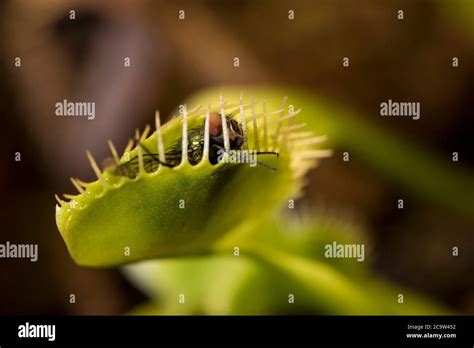 Venus Fly Trap Catches Fly Close Up Of Fly Recently Caught In Killer Plant Bug Life And Death