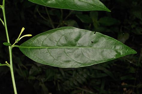 Cestrum Nocturnum Solanaceae Image 127681 At PhytoImages Siu Edu