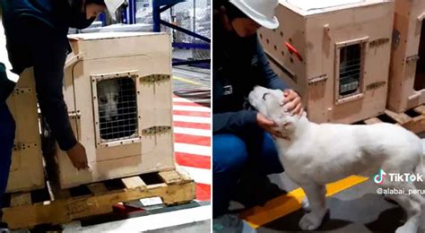 Video Viral Celebra La Llegada De Su Perro De Raza Alabai Y Es La