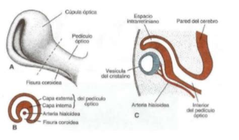 Desarrollo Embrionario Del Ojo Ocular Timeline Timetoast Timelines