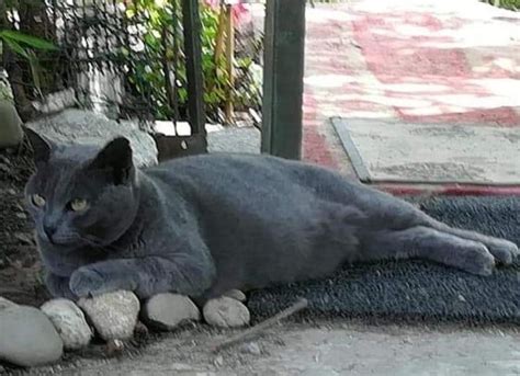 La gatta Grigina è morta presa a calci a Milano