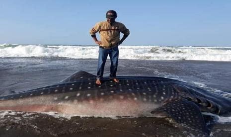 Bangkai Ikan Paus Sepanjang Meter Ditemukan Terdampar Di Pantai