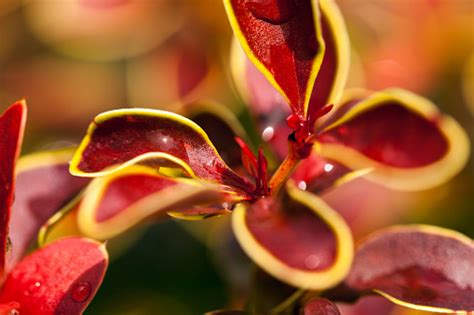 Royal Burgundy Japanese Barberry Stock Photo Download Image Now
