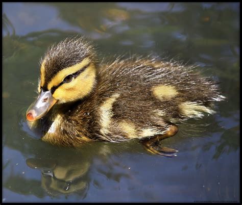 Beacon Hill Baby Mallard Duck Selena Rhodes Scofield Flickr