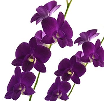 Shop Blue Dendrobium Orchids - Bulk Floral Designs | Whole Blossoms