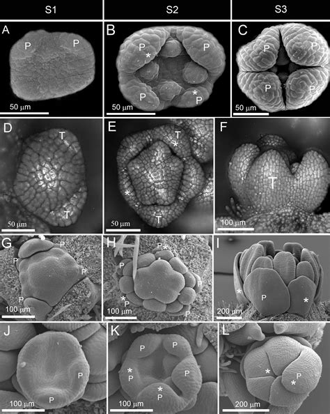 Frontiers Patterns Of Symmetry Expression In Angiosperms