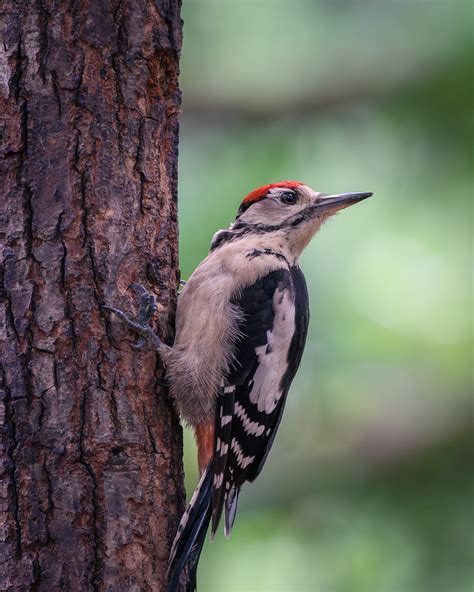 Juvenile Great Spotted Woodpecker John Murphy Flickr