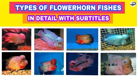 Types Of Flowerhorn Fish With Pictures | Best Flower Site