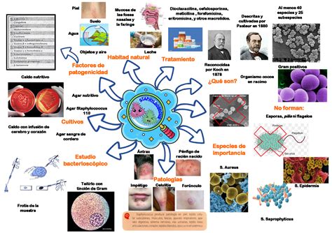 Mapa Mental Sobre Microbiologia ROAREDU