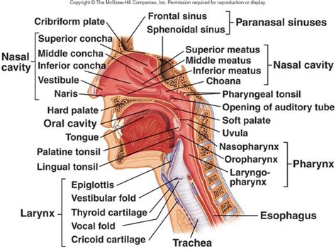 Nasal Cavity Definition Anatomy Functions Diagrams Artofit