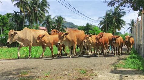 Sapi Berkeliaran Di Jalan Berjalan Menuju Ke Sawah Kawanan Sapi Lembu