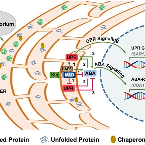 Proposed Model For The Regulation Of The Unfolded Protein Response Download Scientific Diagram