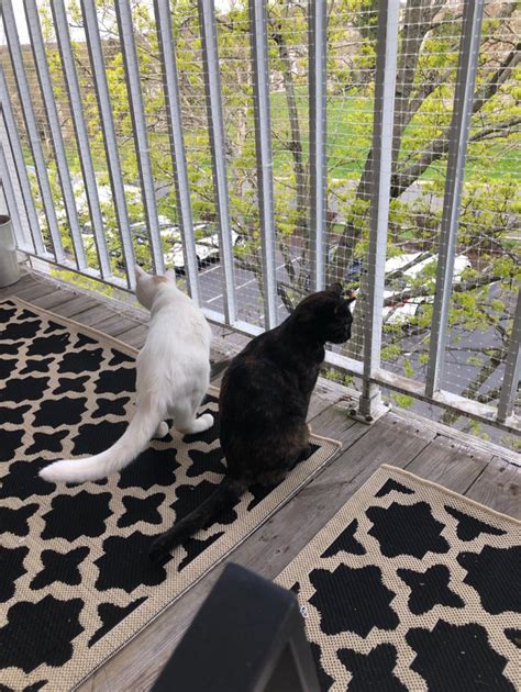 Pin By Yasmir On Balcony Cat Proof Balcony Cat Fence Cat Patio