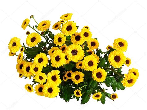 Yellow mums — Stock Photo © Miiisha #2769530