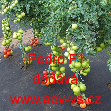 AEV-VS - Rajče tyčkové hybridní Pedro F1