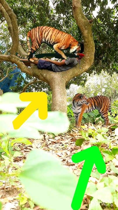 গাছের উপর Tiger 🐅 Attack Tiger Animals Wildlife Lion Sad New Vfx