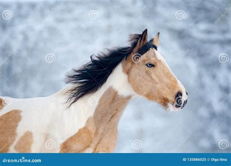 Paint Horse with Blue Eye Head Closeup in Winter Background Stock Image - Image of movement ...