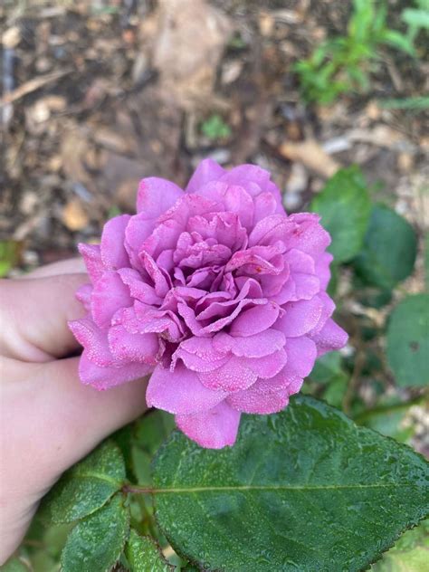 Garden Rose, Light Purple by Fleurescent Farms - Michigan Flower Barn