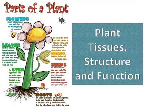 PPT - Plant Tissues, Structure and Function PowerPoint Presentation ...