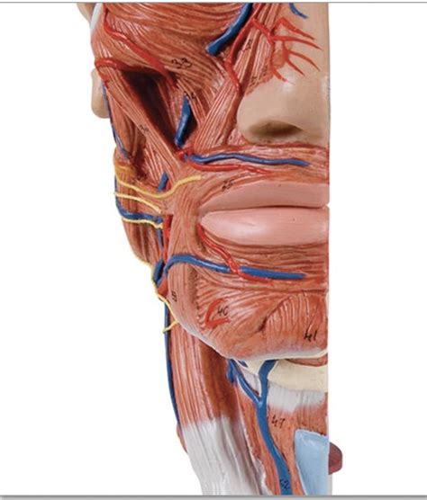 Chin And Neck Face Muscles Diagram Quizlet