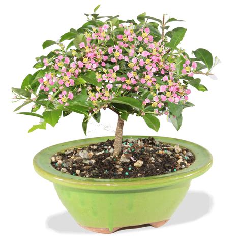 barbados cherry tree for sale 1