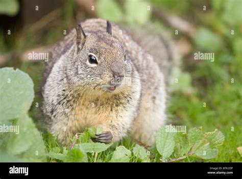 Ground Squirrel Eating Leaves Stock Photo - Alamy