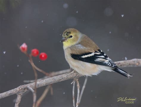 Goldfinch winter I by DGAnder on DeviantArt