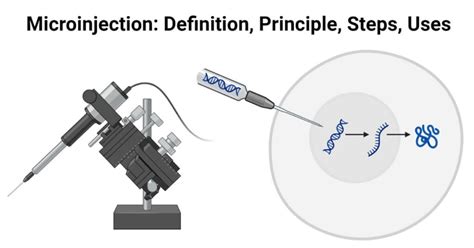 Microinjection Definition Principle Steps Uses