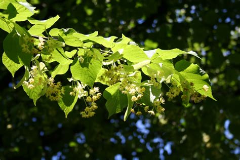 Filelime Tree Wikipedia