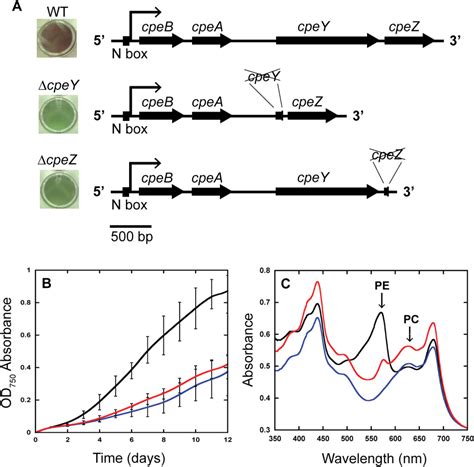 Figure From The Roles Of The Chaperone Like Protein Cpez And The