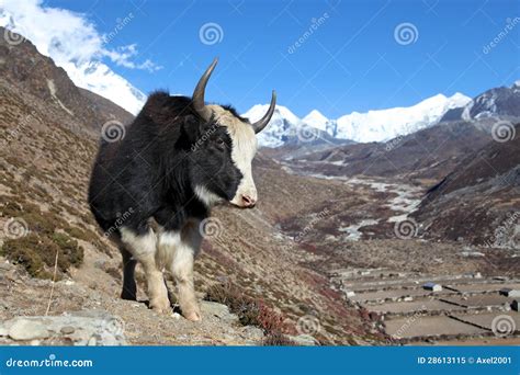 Yak Auf Einer Spur In Nepal Stockbild Bild Von Rauhaarig Nepal