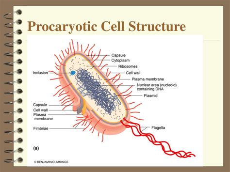 Ppt Chapter 4 Functional Anatomy Of Procaryotic And Eucaryotic Cells Powerpoint Presentation