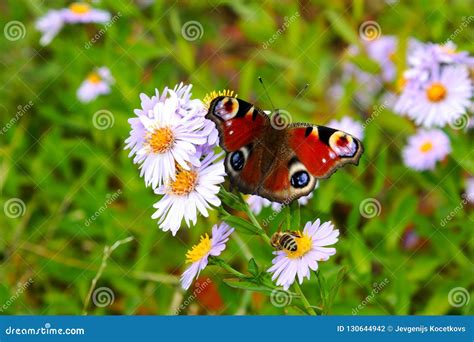 Chamomiles Daisies Macro In Summer Spring Field And Beautiful Butterfly