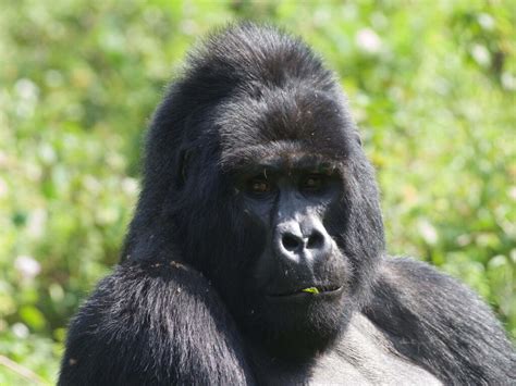 Why You Need To See African Silverback Gorilla In Uganda Trek Africa