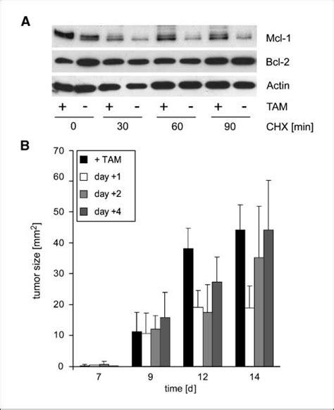 Conditional Activation Of PKB AKT Signaling Up Regulates Mcl 1 By A