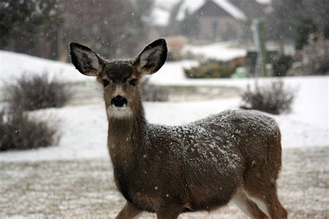 Free Images Snow Winter Wildlife Zoo Mammal Fauna Fawn Doe