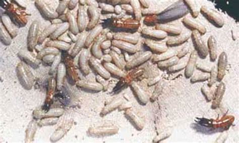 western drywood termite - Incisitermes minor (Hagen)