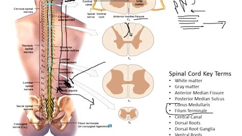 Chapter Spinal Cord Youtube