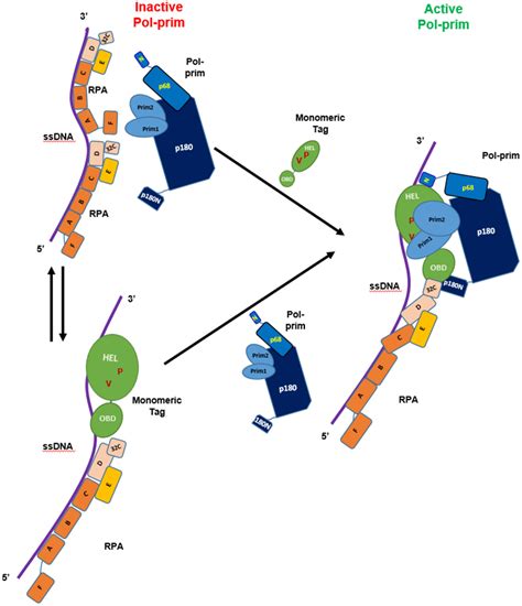 Model Of Sv Tag Helicase Domain Regulating Tag Oligomerisation And