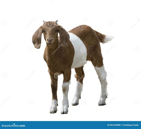 Young Boer Goat Stock Photo Image Of Animals Horns 96154900