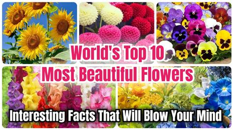 Top Ten Most Beautiful Flowers In The World Interesting Facts That Will Blow Your Mind Youtube