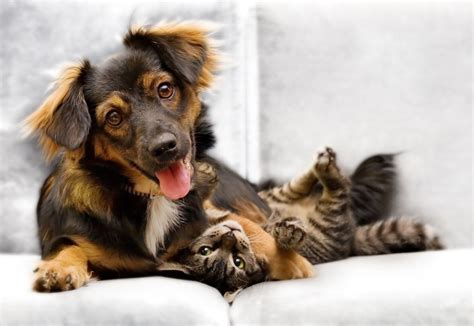 Comme chiens et chats Clinique vétérinaire des Aqueducs