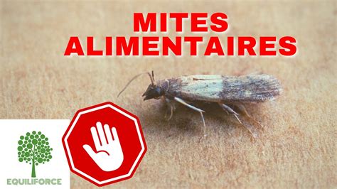 Mites Alimentaires Astuces Pour S En D Barrasser Naturellement